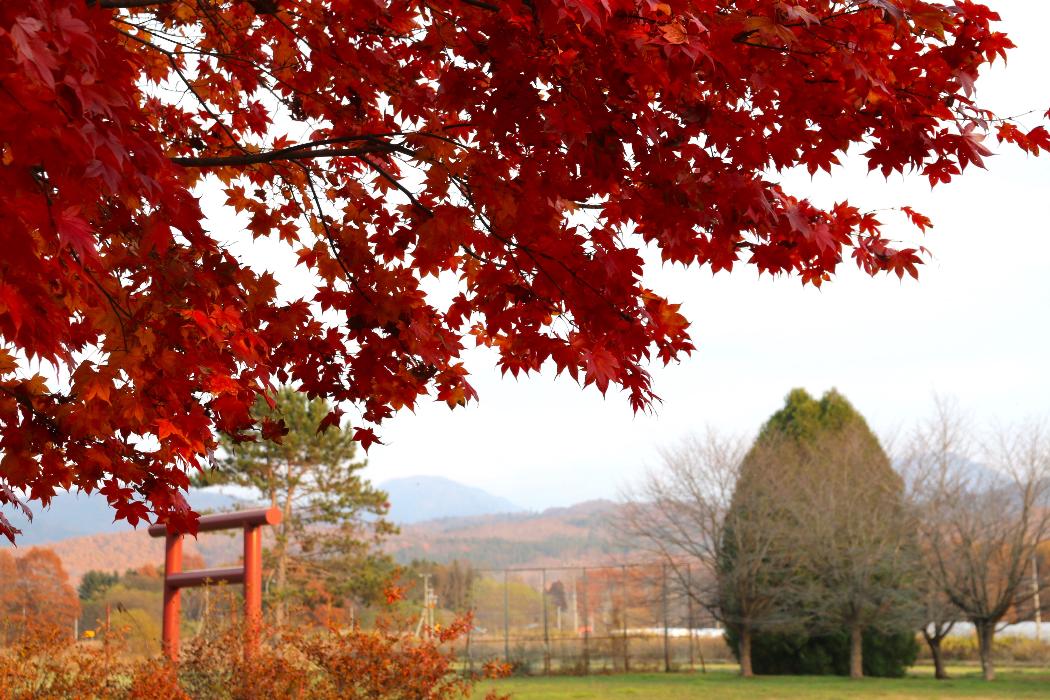 紅葉の奥に鳥居とトトロの木がある写真