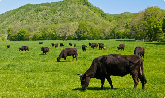 奥には森林が広がり、緑の芝の放牧場で飼育されているたくさんの和牛が草を食べている様子の町営牧場の写真