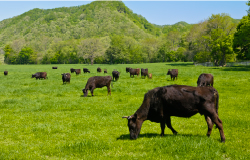 遠くに山脈が見え広大な青々とした草原の中、複数の黒毛和種の牛が放牧されている写真