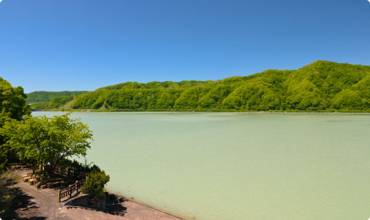 青空のもと奥には森林が広がっており、その前に広がる黄緑色のにぶたに湖の写真