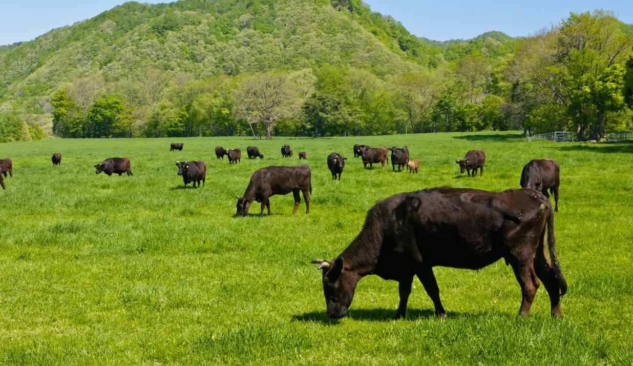 すずらん群生地に隣接した緑豊かな緑色に染まった山々に囲まれた町営牧場でたくさんの黒毛和牛が放牧されている写真