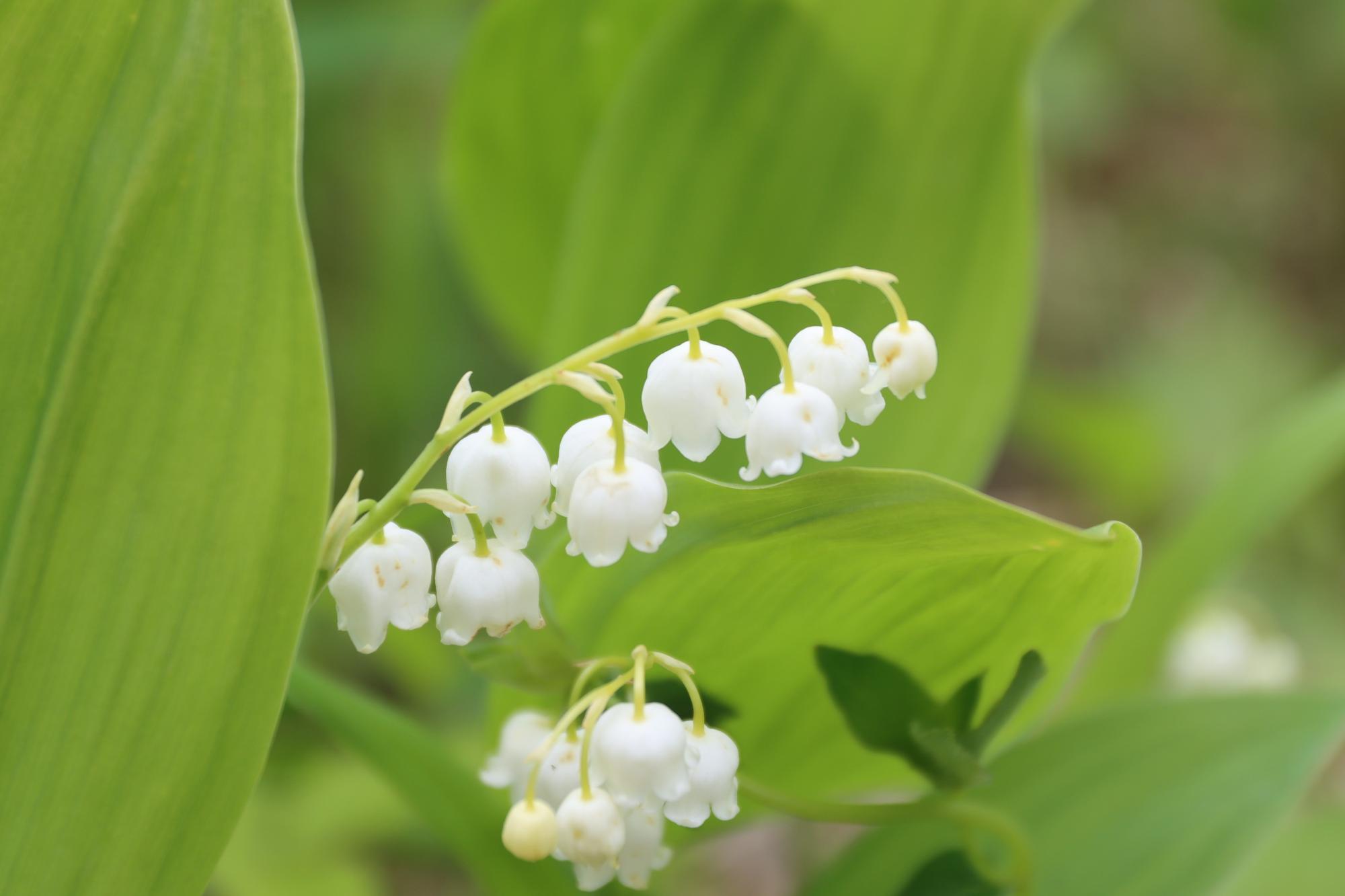 平取町の花のすずらんの写真